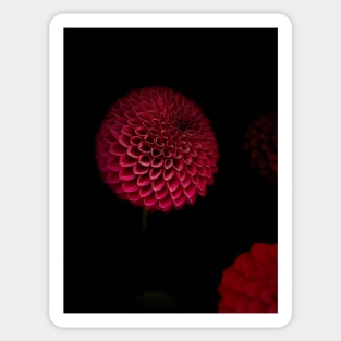 The Round Red Dahlia Sticker